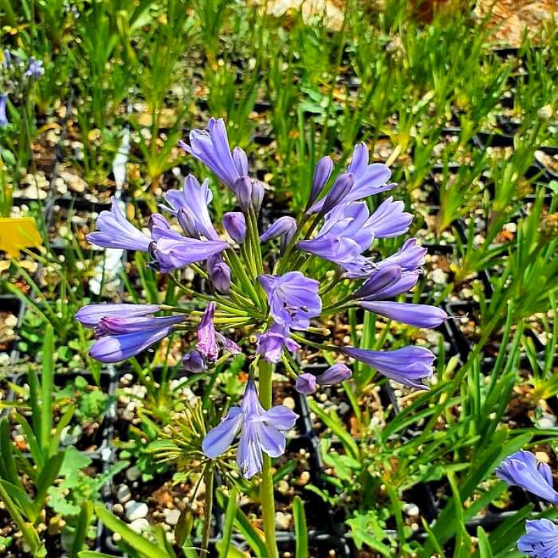 Agapanthus africanus 'Blue Globe'